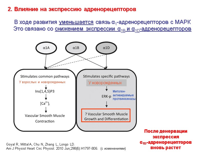 В ходе развития уменьшается связь α1-адренорецепторов с МАРК  Это связано со снижением экспрессии